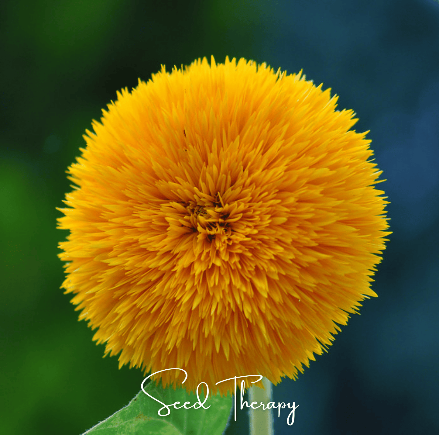 Giant Sungold Sunflower ā 25 Seeds