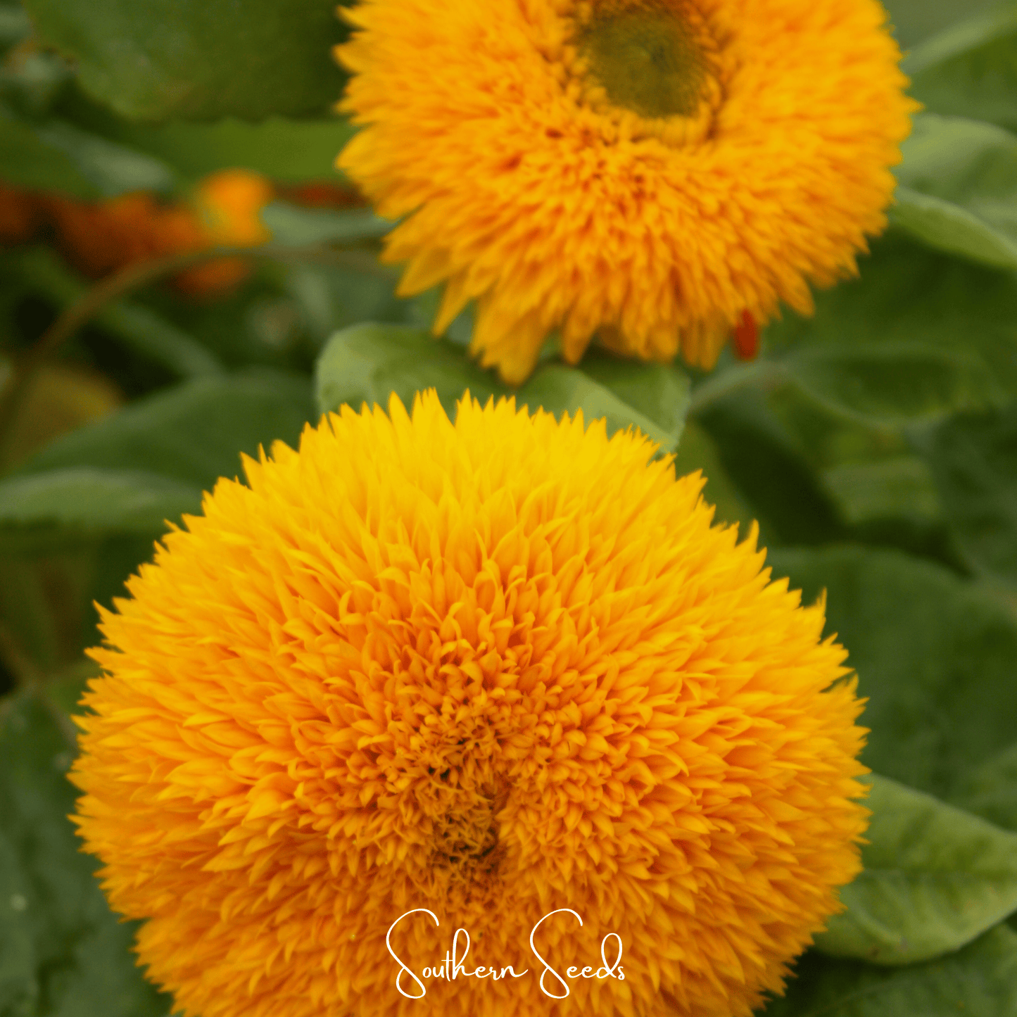 Giant Sungold Sunflower ā 25 Seeds