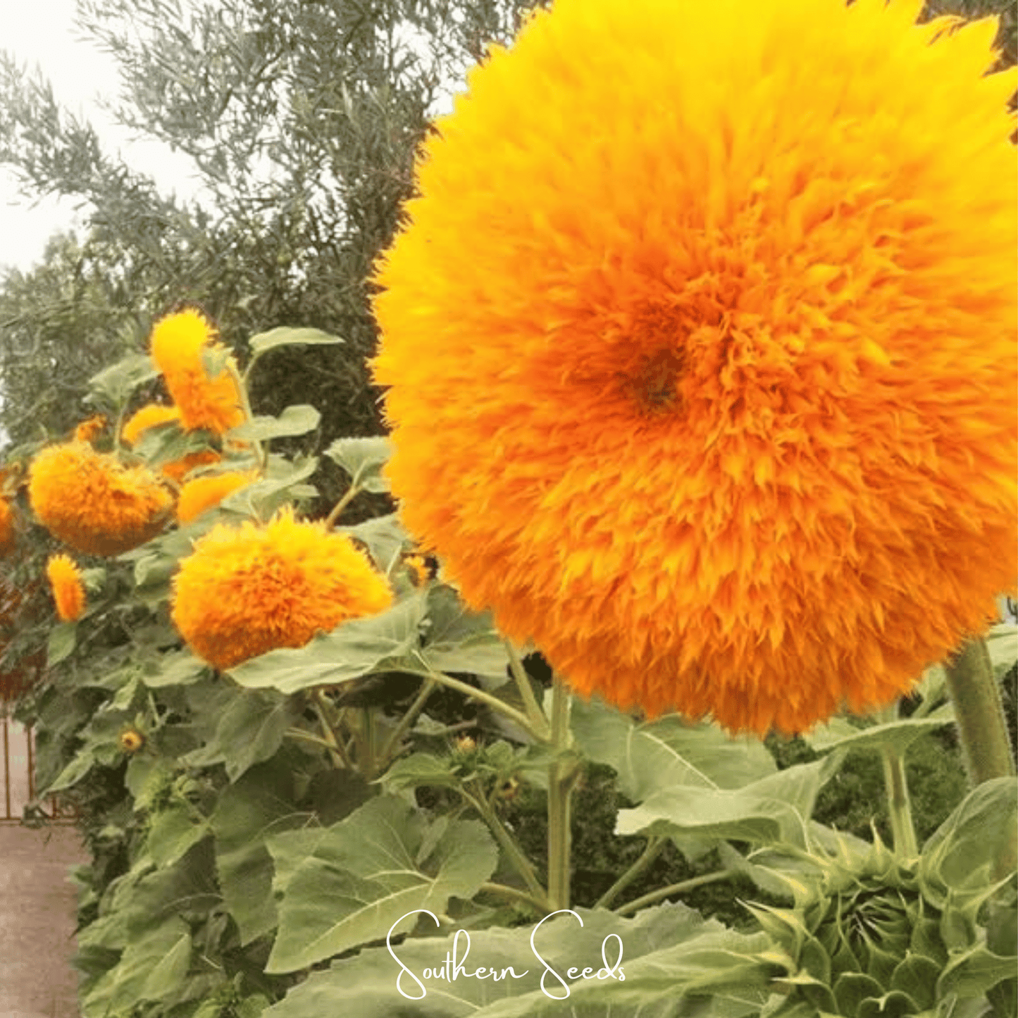 Giant Sungold Sunflower ā 25 Seeds