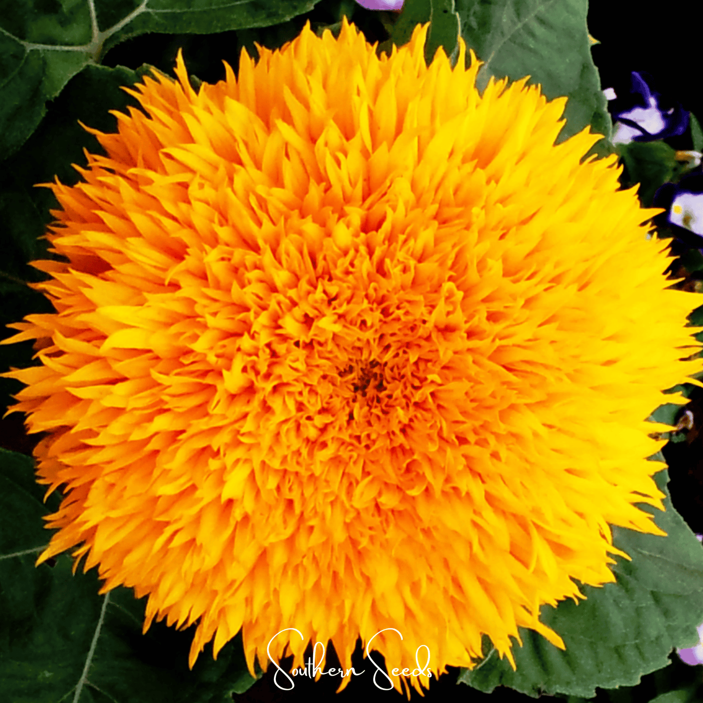 Giant Sungold Sunflower ā 25 Seeds