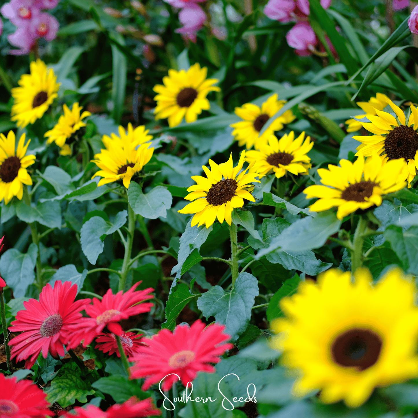 Incredible Dwarf Sunflower ā 20 Seeds