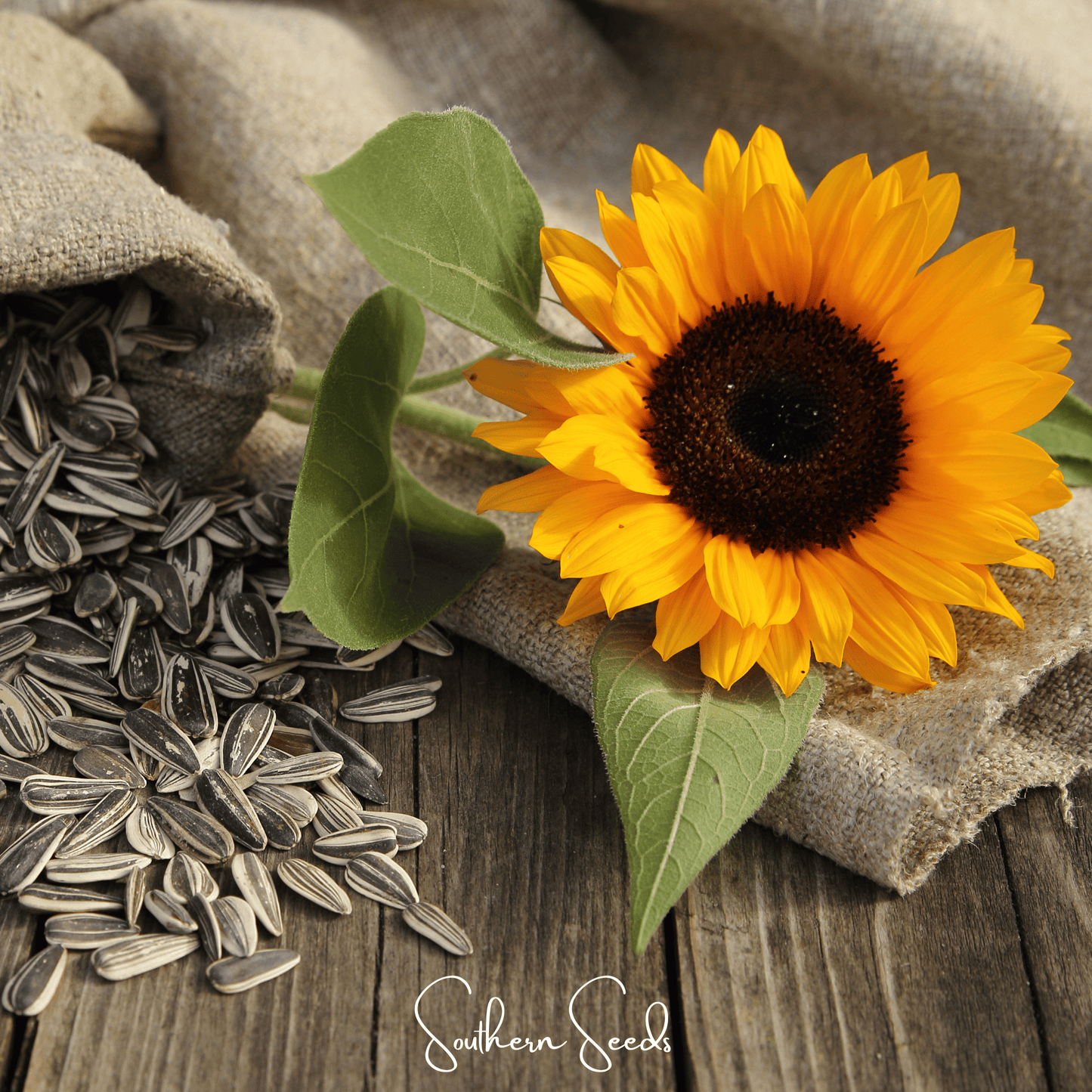 Incredible Dwarf Sunflower ā 20 Seeds