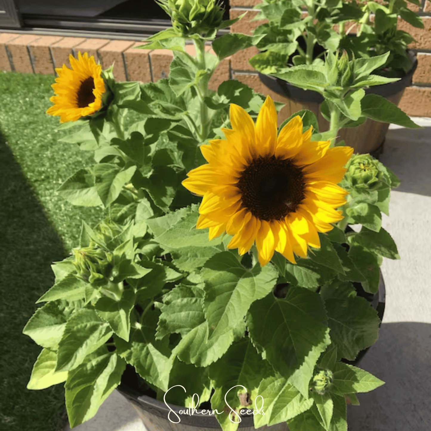 Incredible Dwarf Sunflower ā 20 Seeds