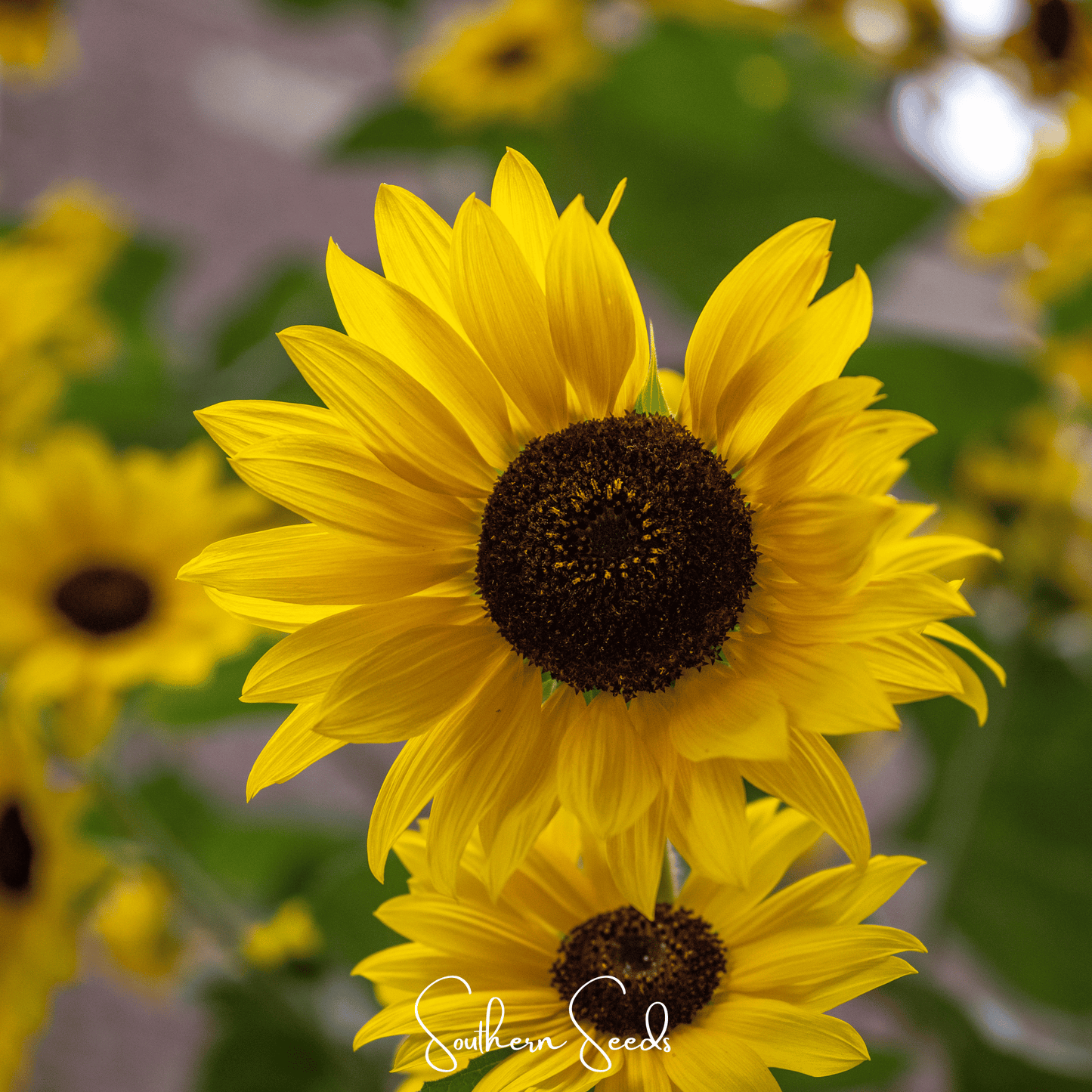 Incredible Dwarf Sunflower ā 20 Seeds