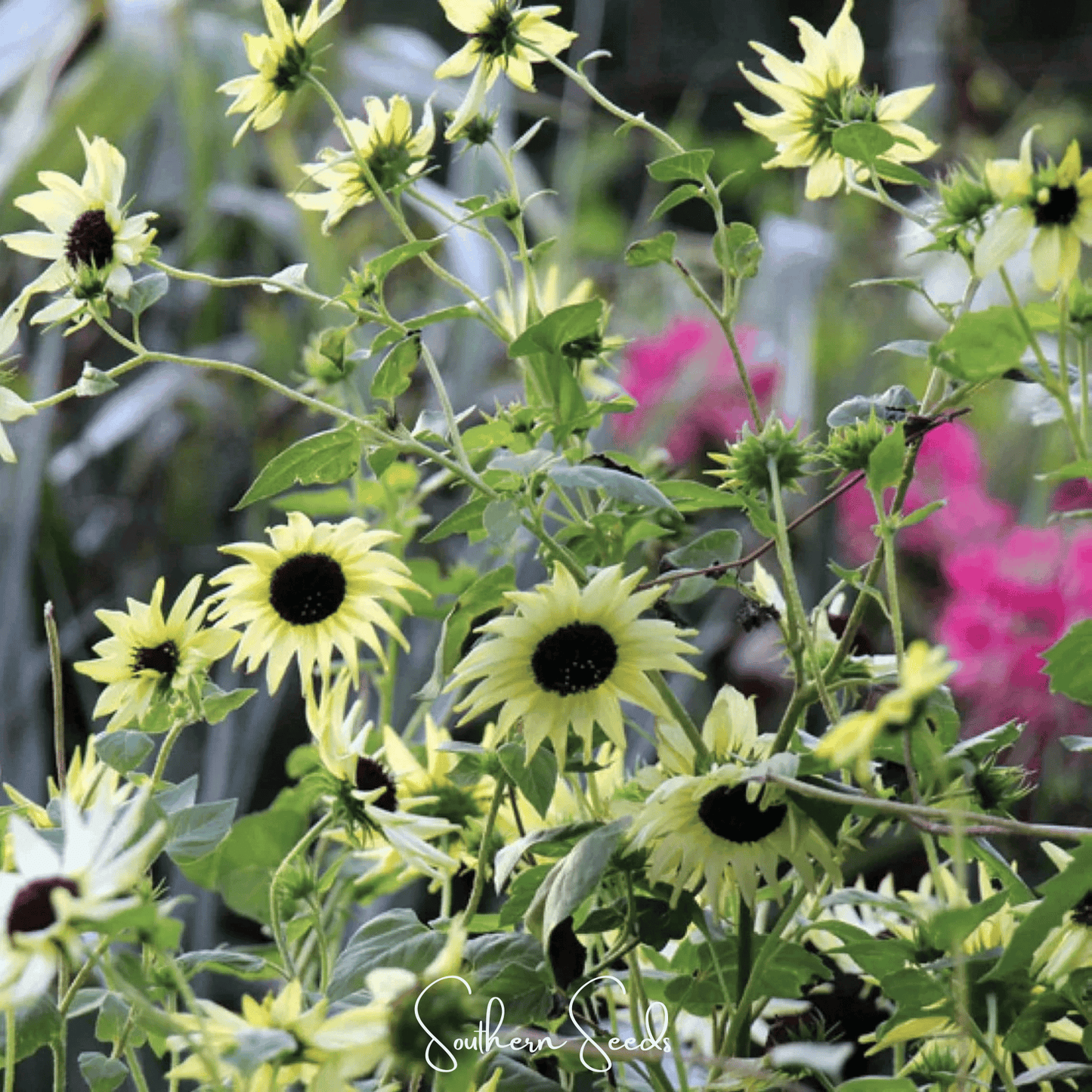 Italian White Sunflower ā 25 Seeds
