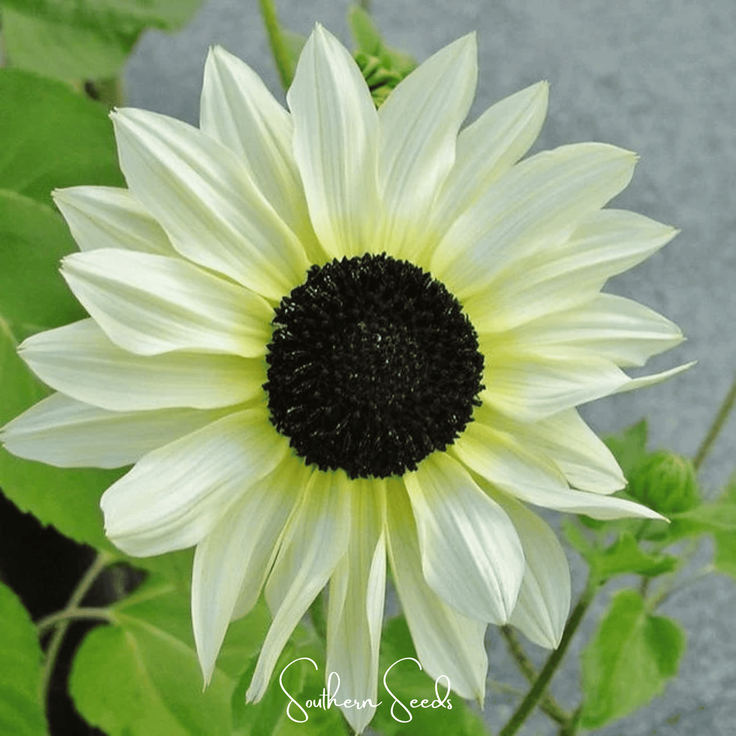 Italian White Sunflower ā 25 Seeds