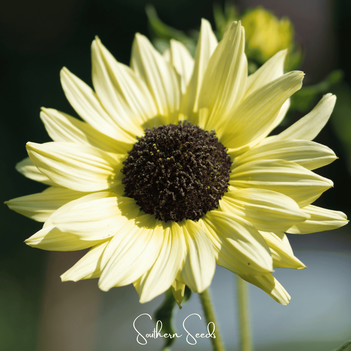 Italian White Sunflower ā 25 Seeds