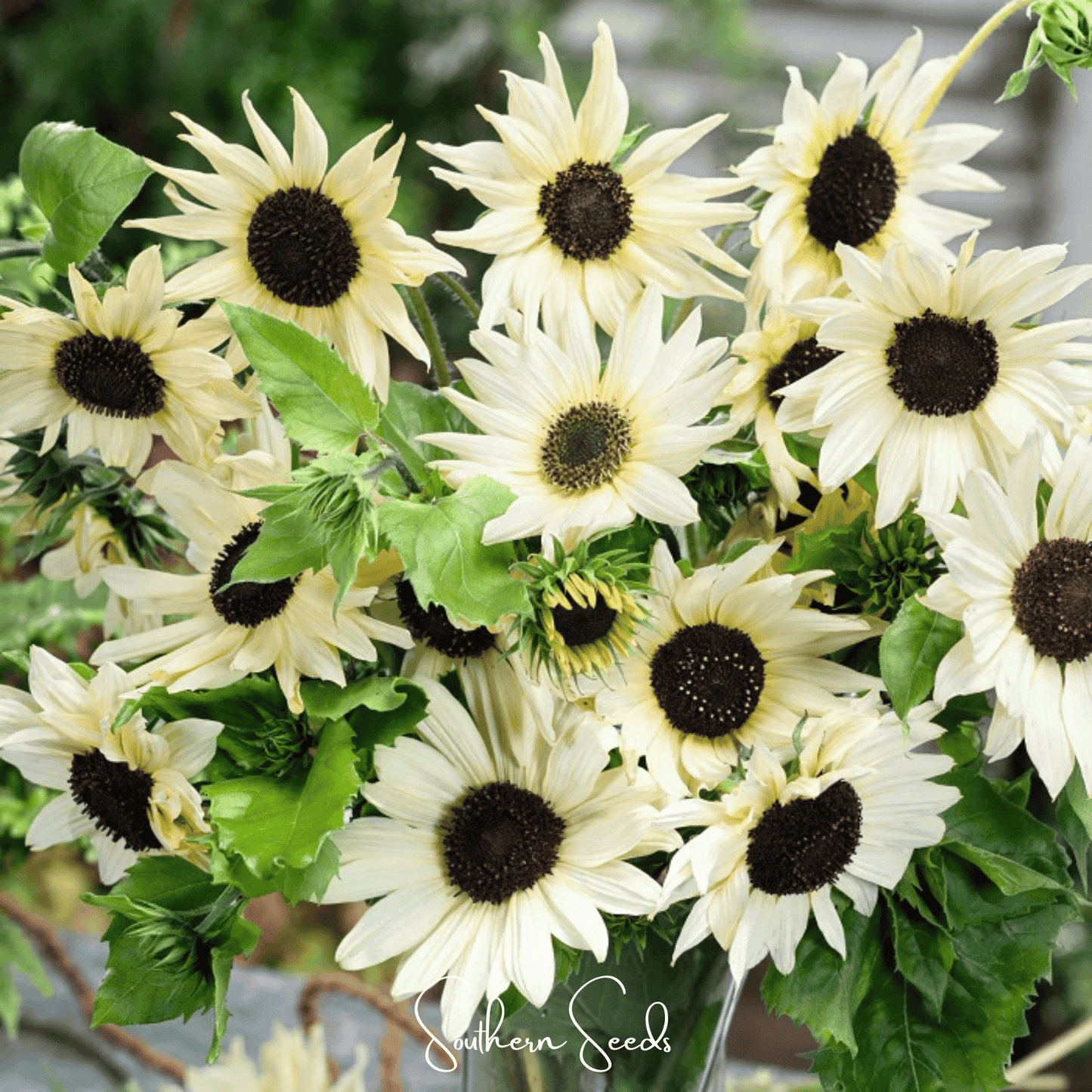 Italian White Sunflower ā 25 Seeds