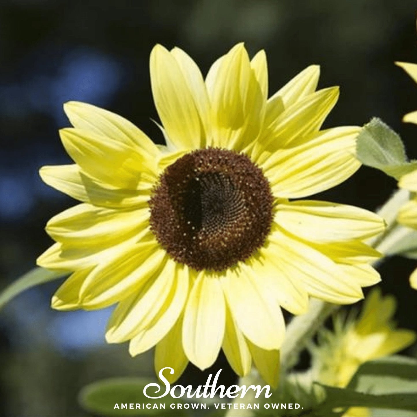 Lemon Queen Sunflower ā 25 Seeds