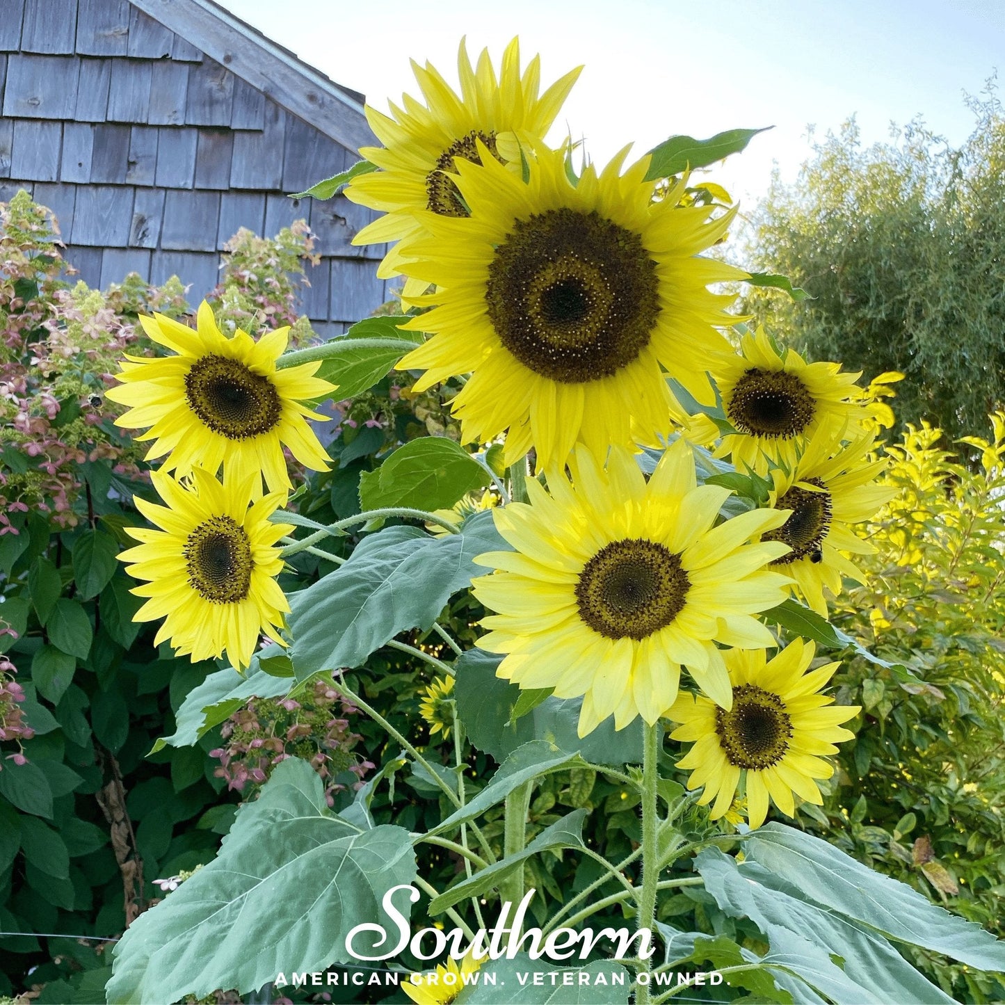 Lemon Queen Sunflower ā 25 Seeds
