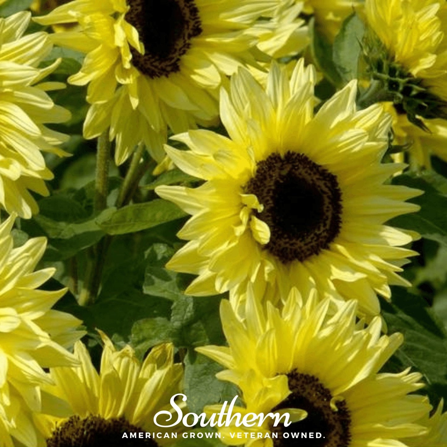 Lemon Queen Sunflower ā 25 Seeds