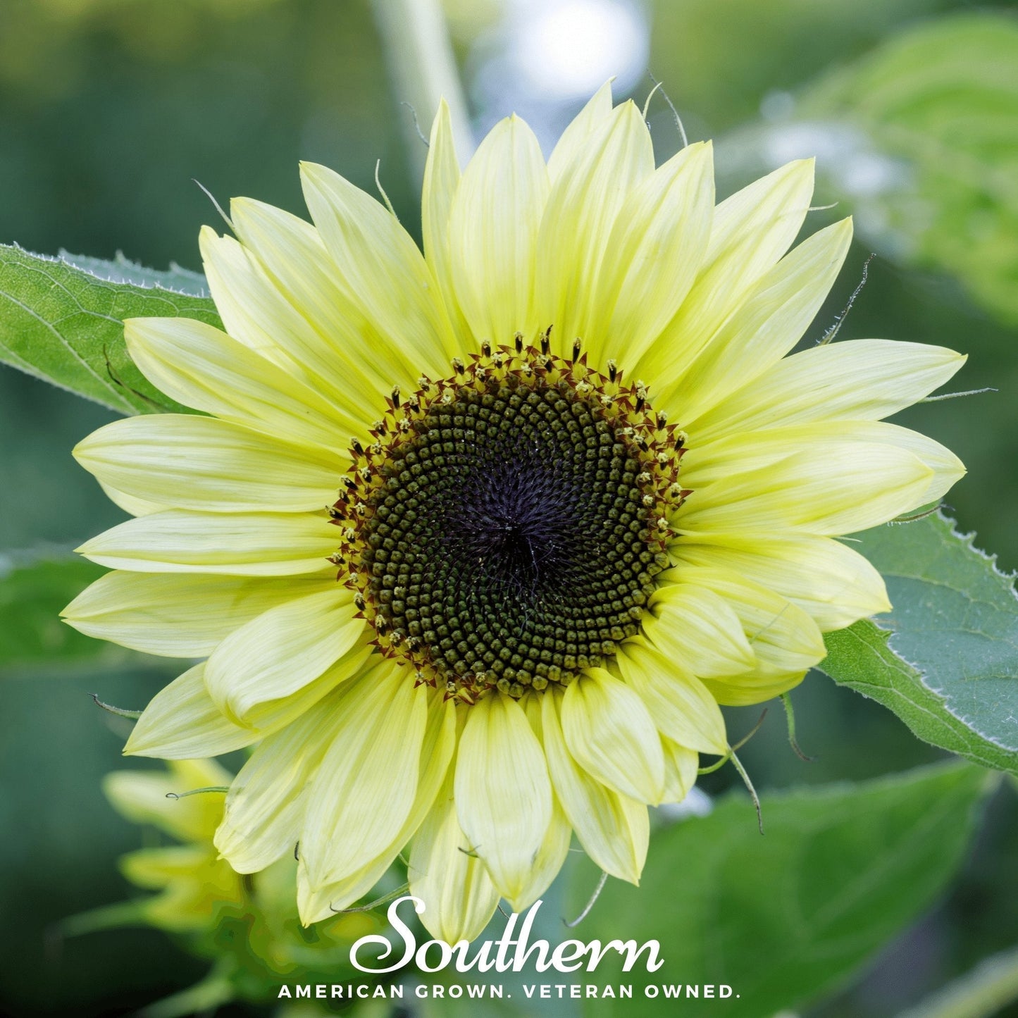 Lemon Queen Sunflower ā 25 Seeds