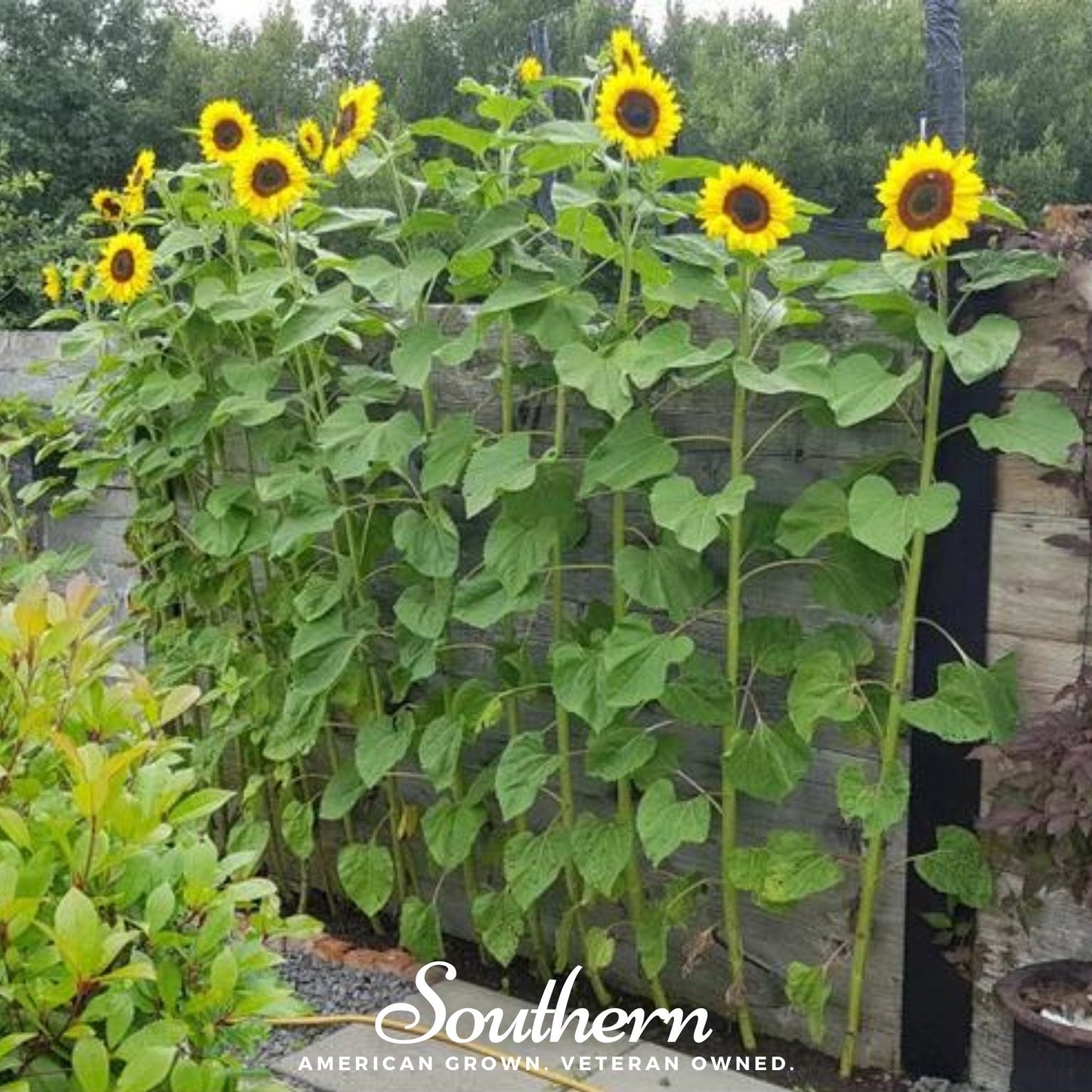 Mammoth Grey Stripe Sunflower ā 25 Seeds