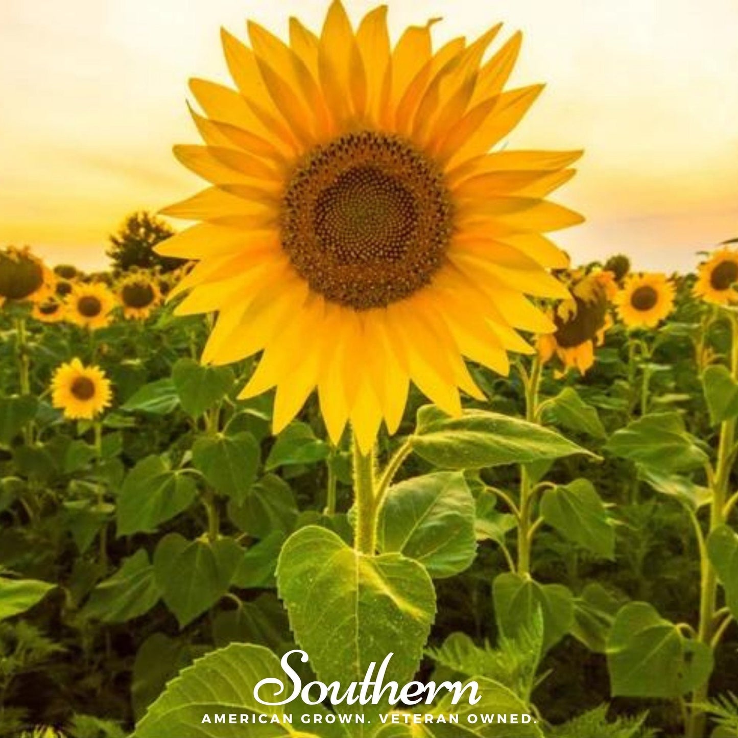 Mammoth Grey Stripe Sunflower ā 25 Seeds