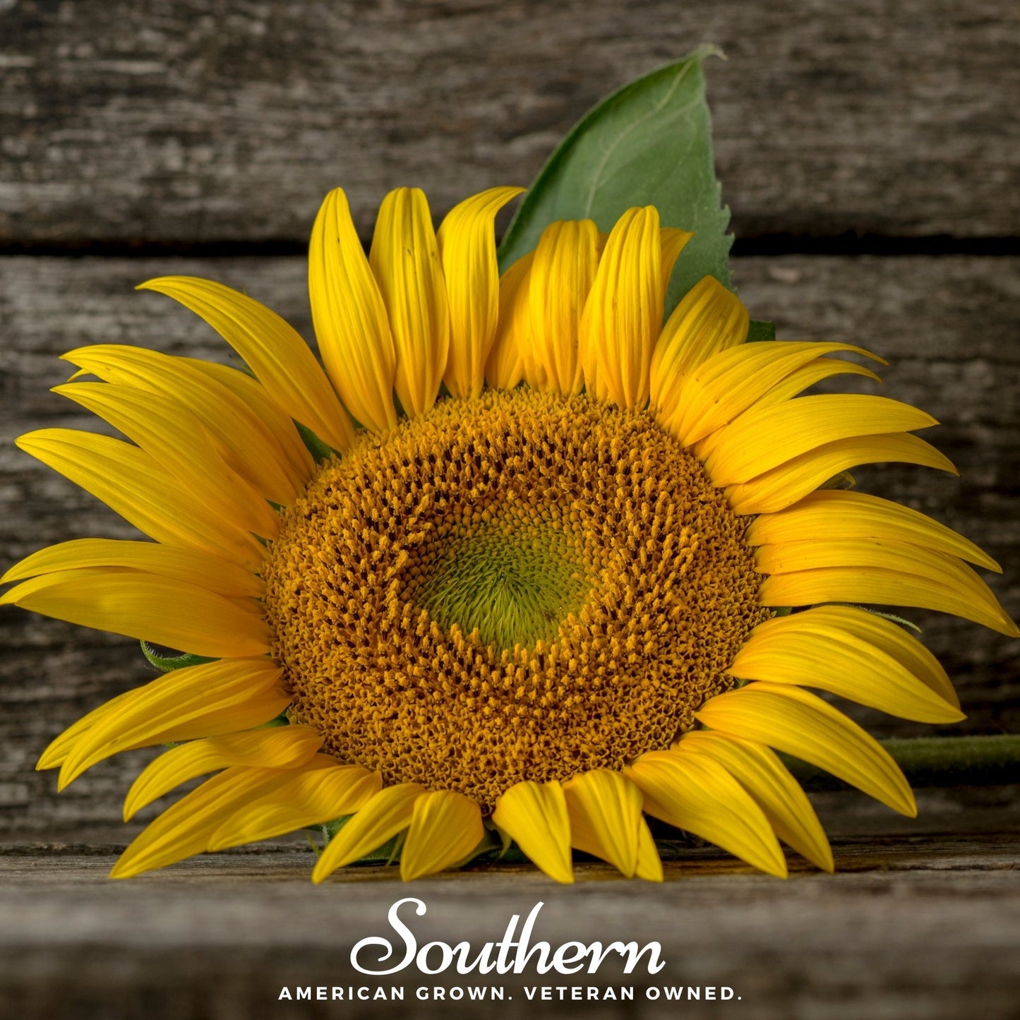 Mammoth Grey Stripe Sunflower ā 25 Seeds