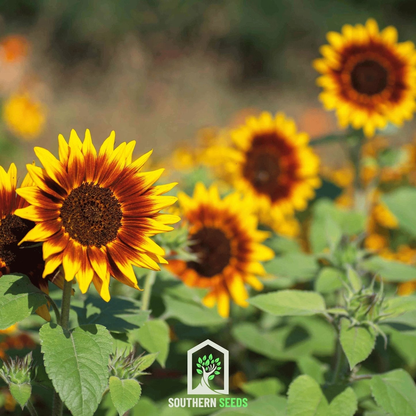 Ring of Fire Sunflower ā 25 Seeds