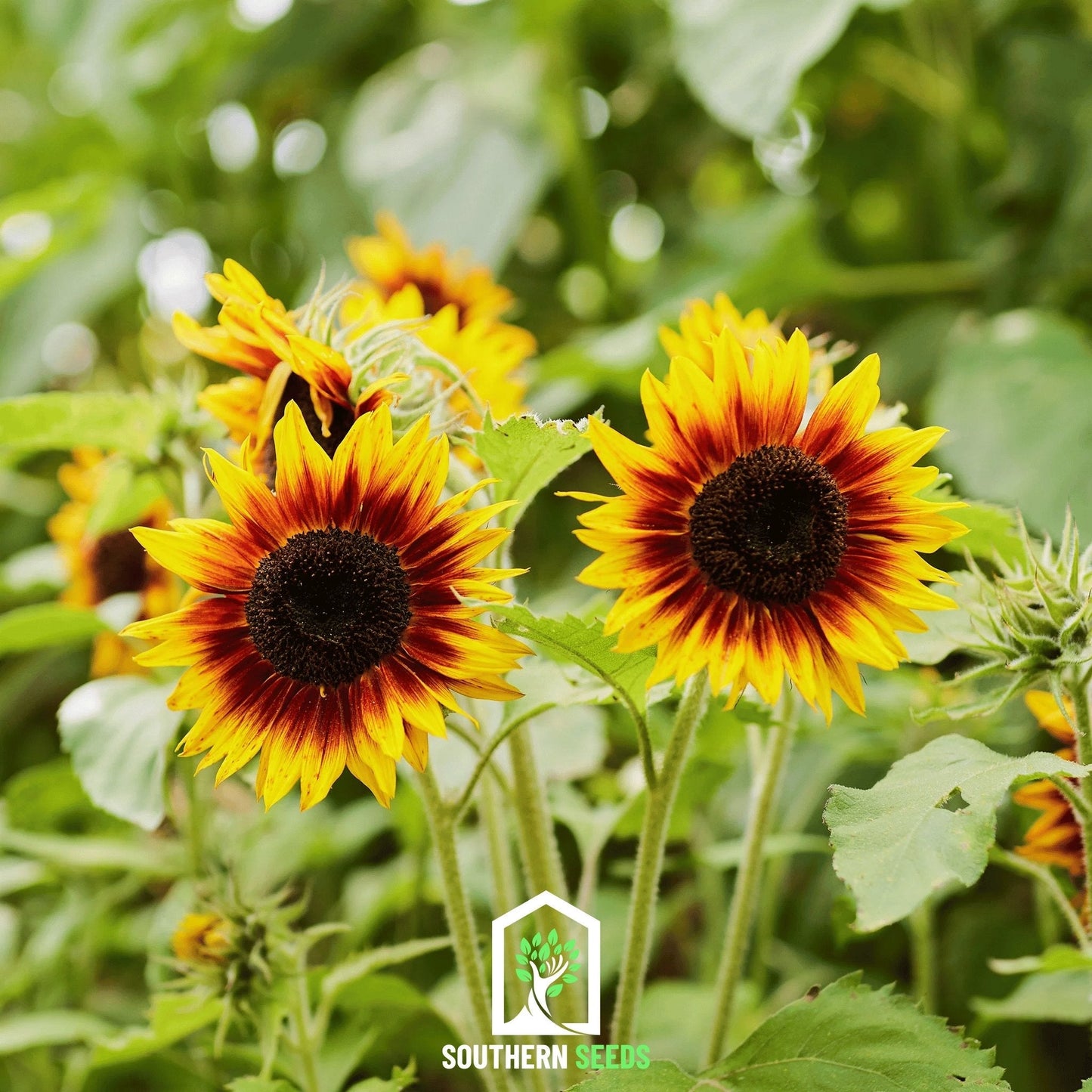Ring of Fire Sunflower ā 25 Seeds