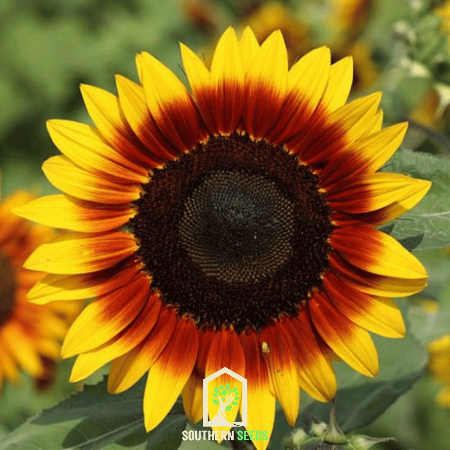 Ring of Fire Sunflower ā 25 Seeds