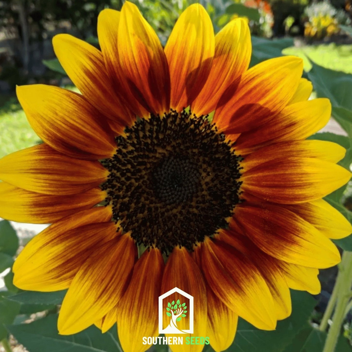 Ring of Fire Sunflower ā 25 Seeds