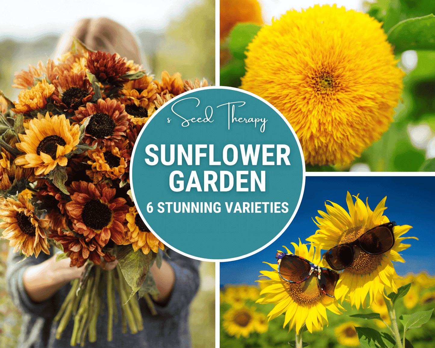 Sunflower Seed Collection ā 6 Varieties