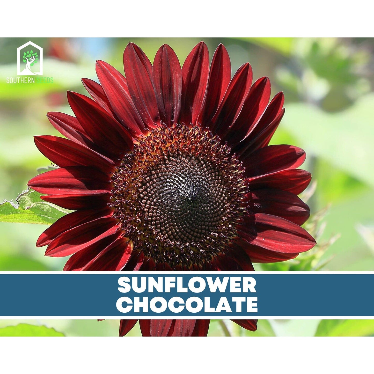 Sunflower Seed Collection ā 6 Varieties