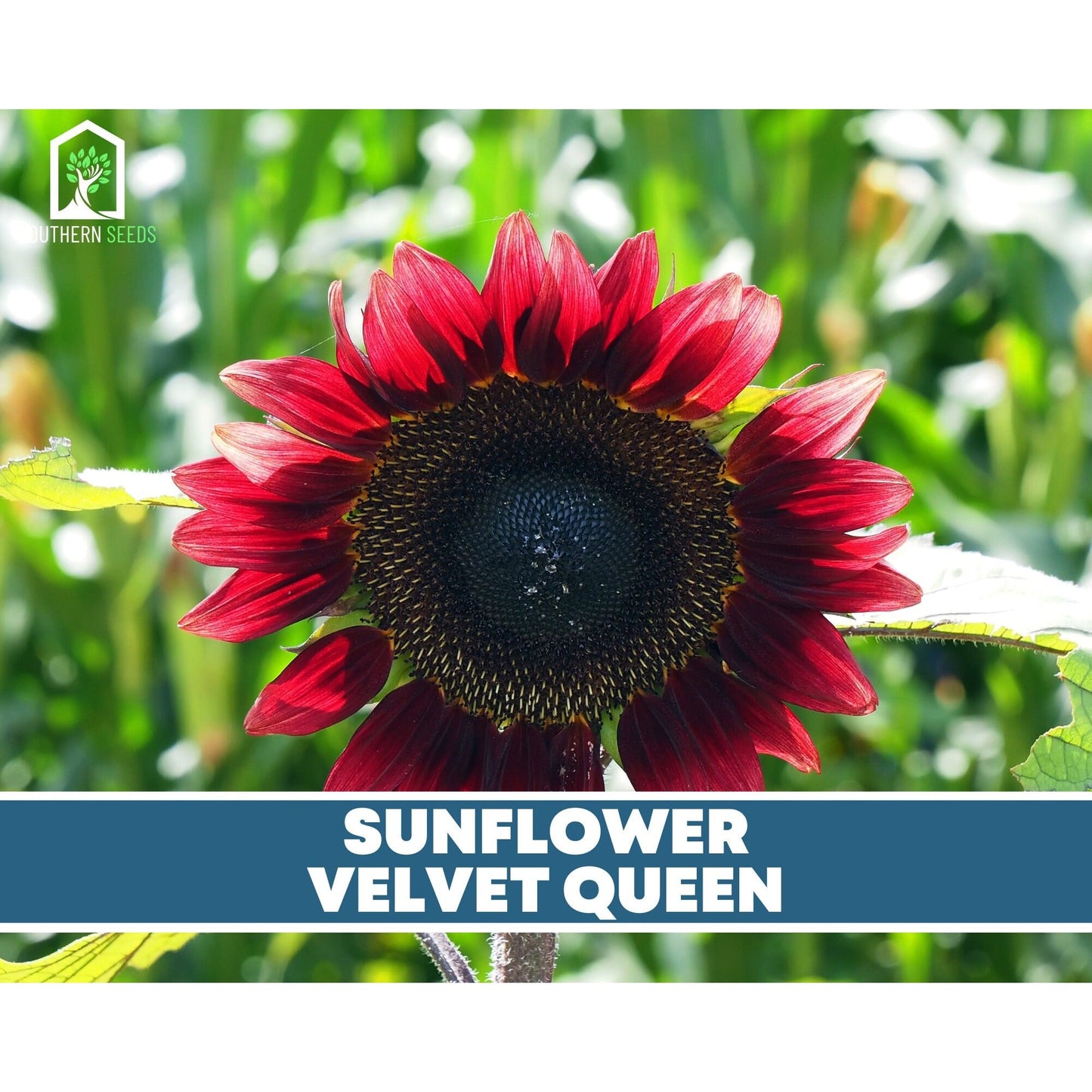 Sunflower Seed Collection ā 6 Varieties