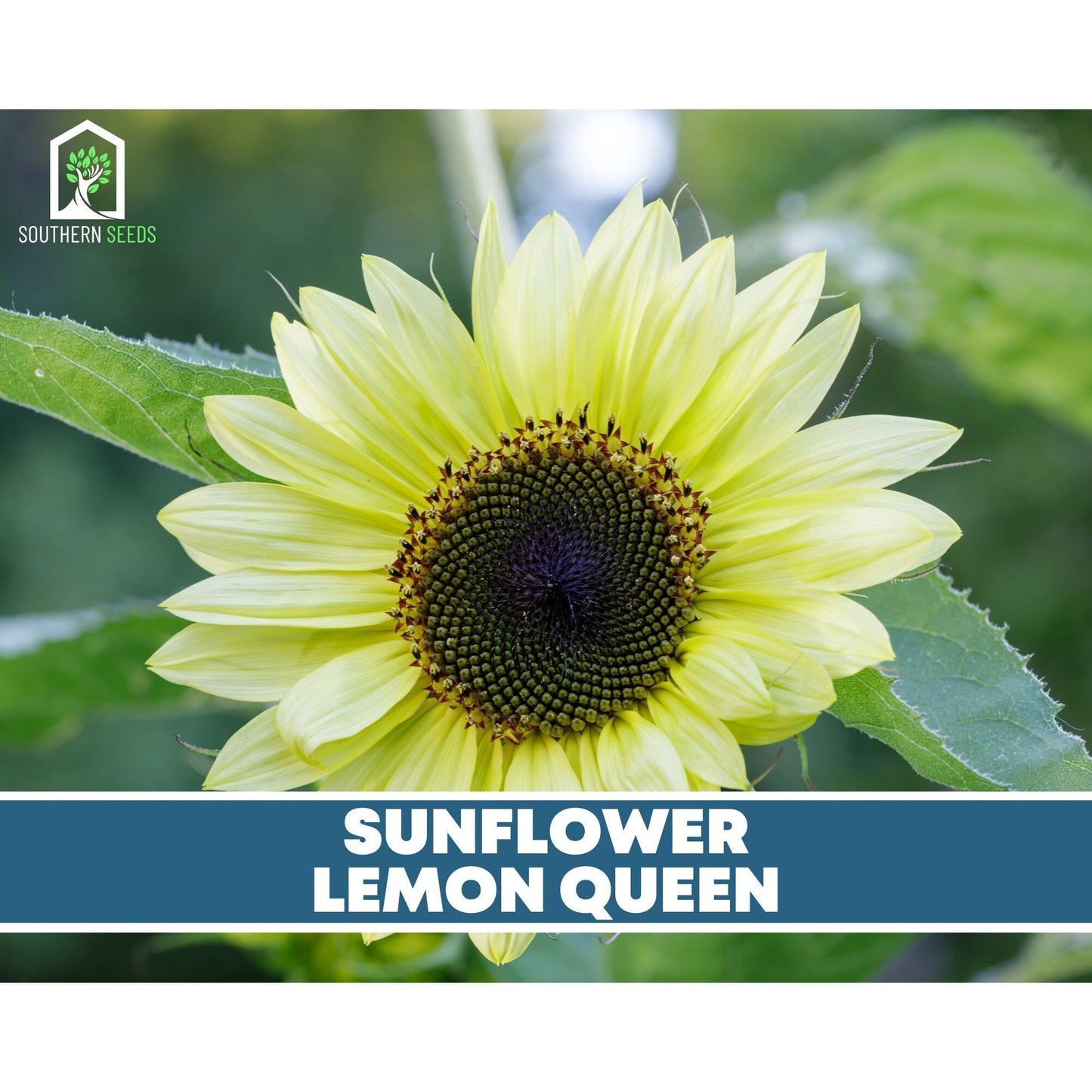 Sunflower Seed Collection ā 6 Varieties