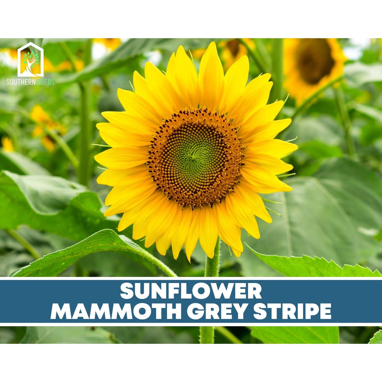 Sunflower Seed Collection ā 6 Varieties