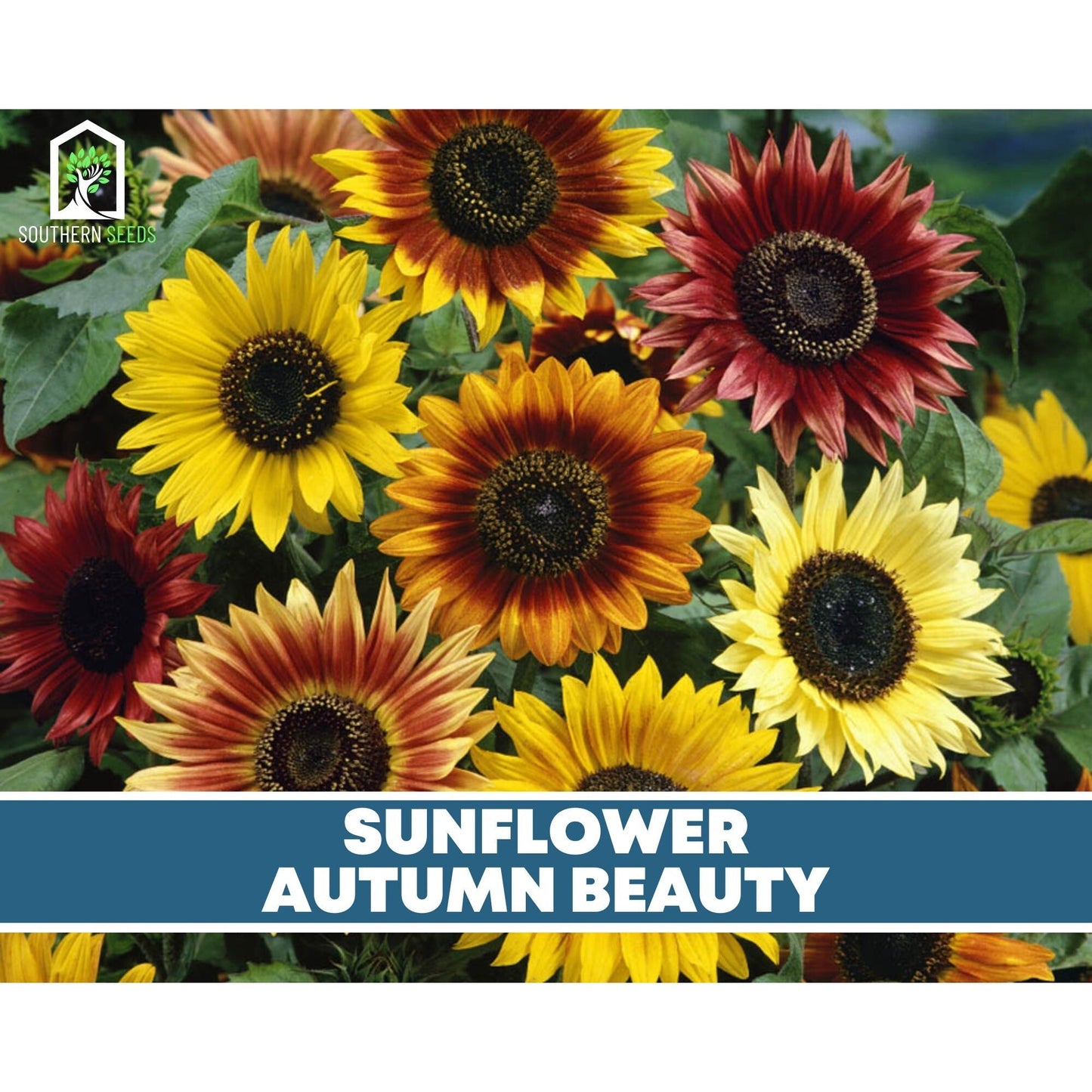 Sunflower Seed Collection ā 6 Varieties