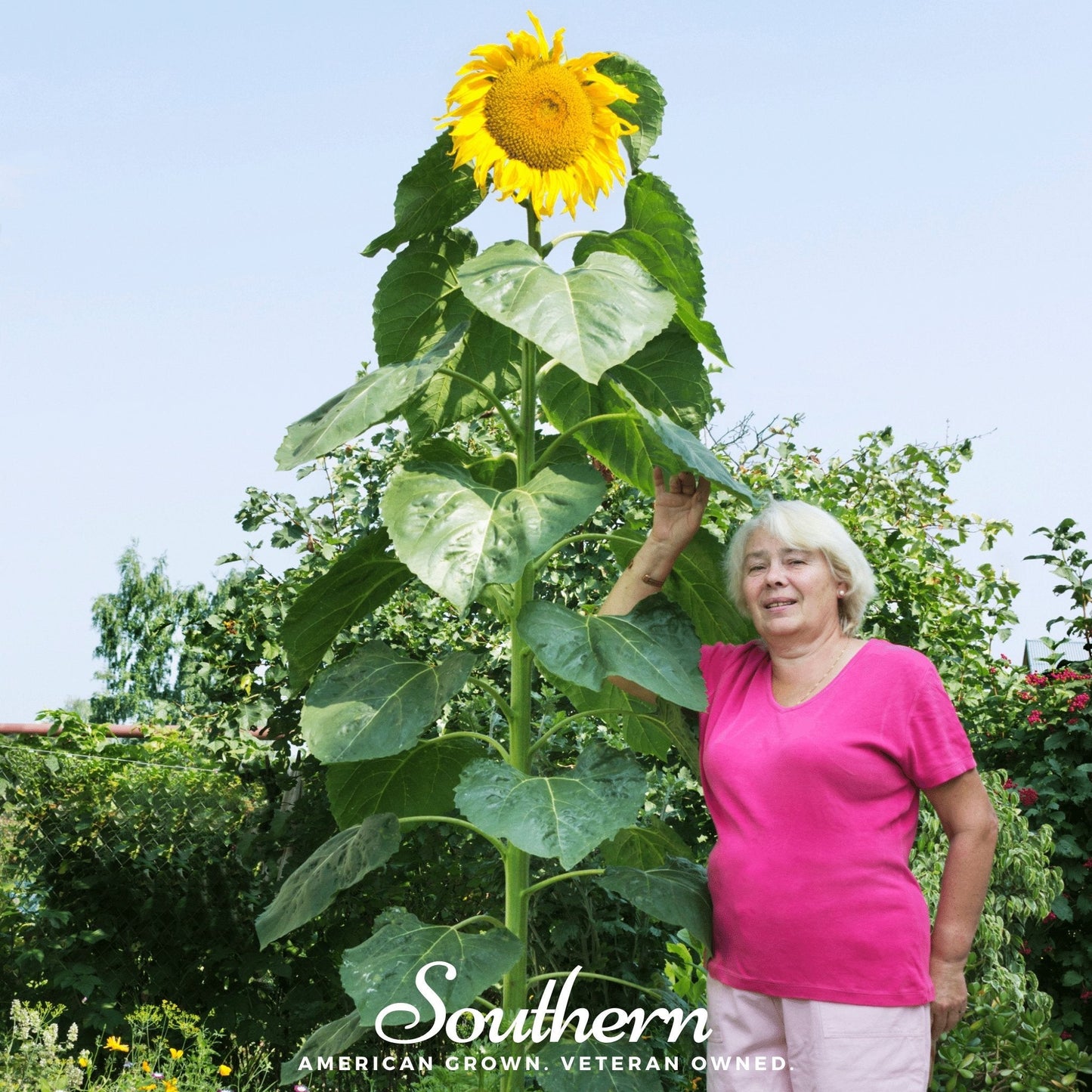 Skyscraper Sunflower ā 25 Seeds