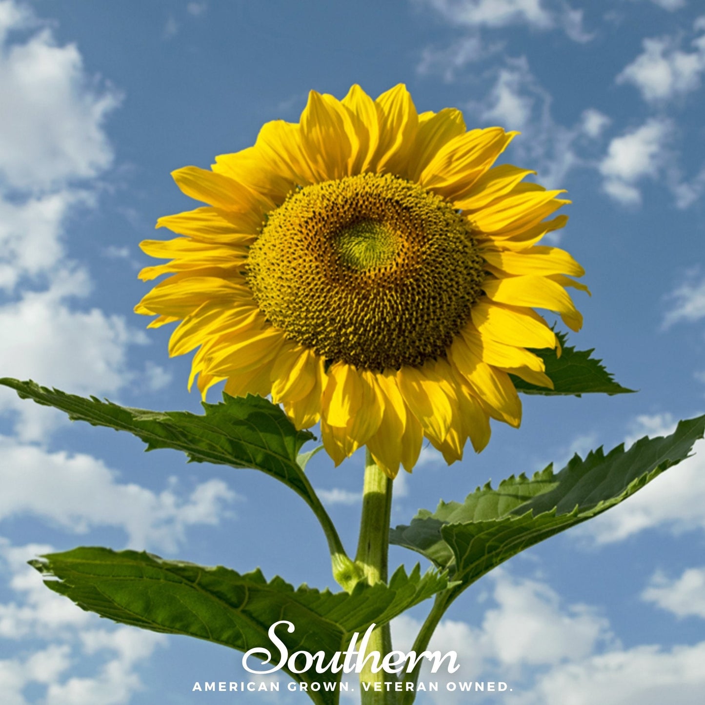 Skyscraper Sunflower ā 25 Seeds