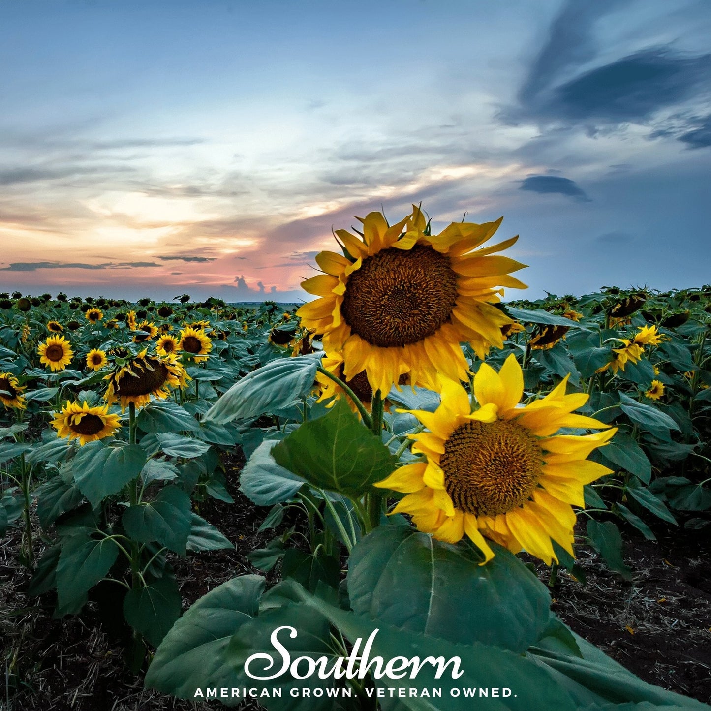 Skyscraper Sunflower ā 25 Seeds