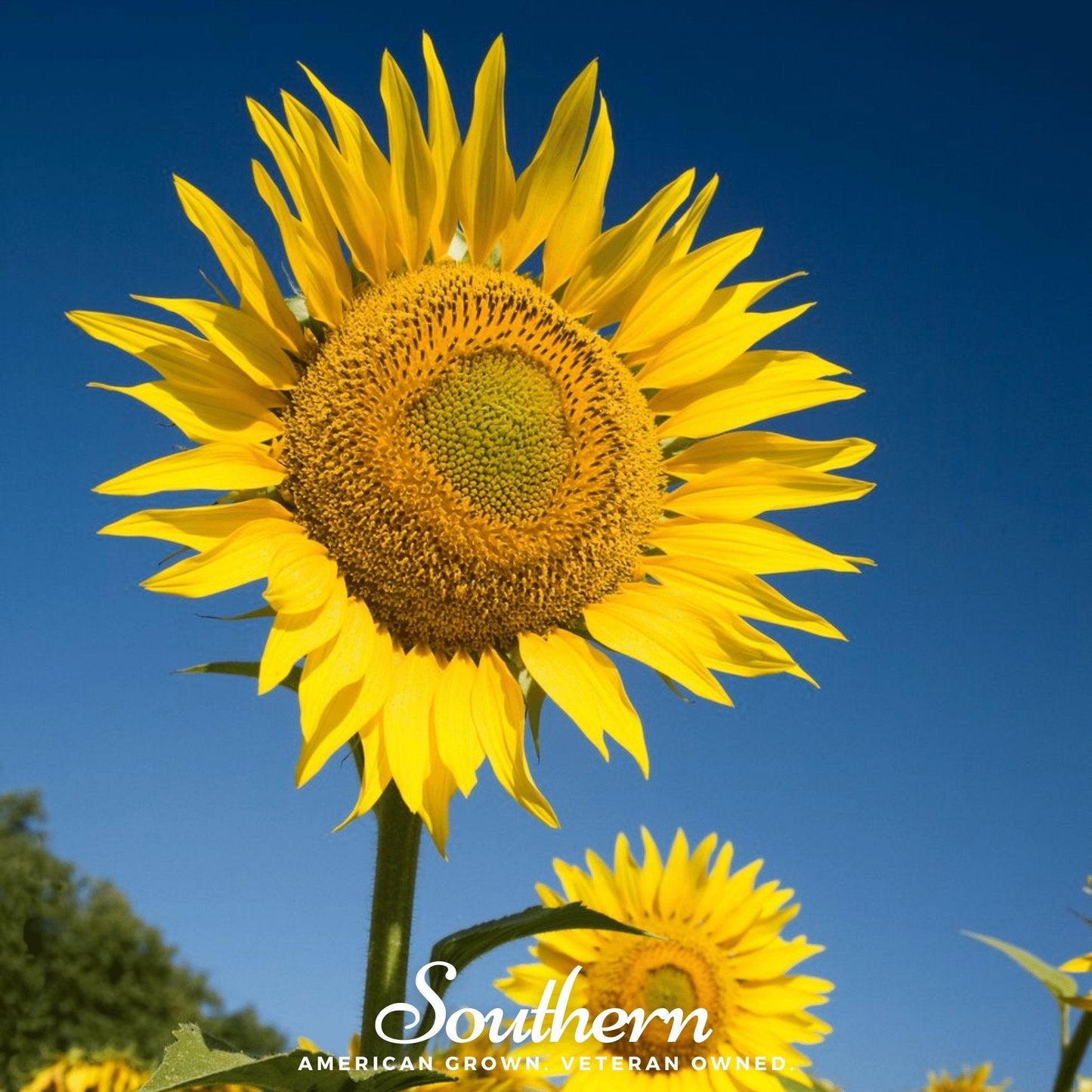 Skyscraper Sunflower ā 25 Seeds
