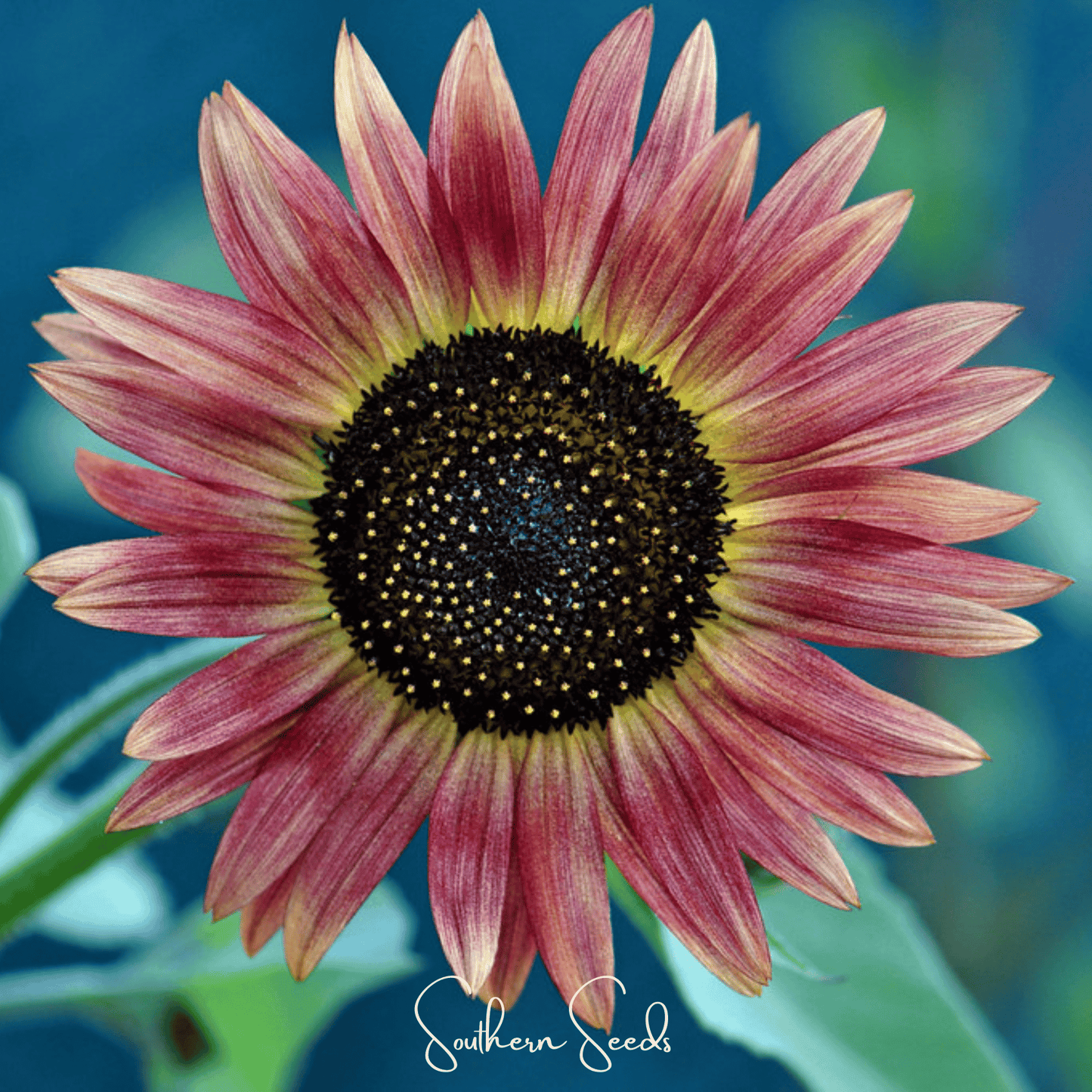 Strawberry Blonde Sunflower ā 25 Seeds