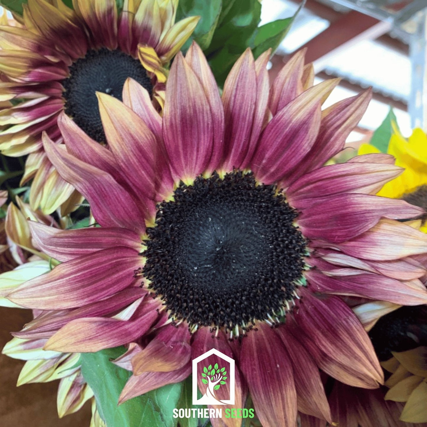Strawberry Blonde Sunflower ā 25 Seeds