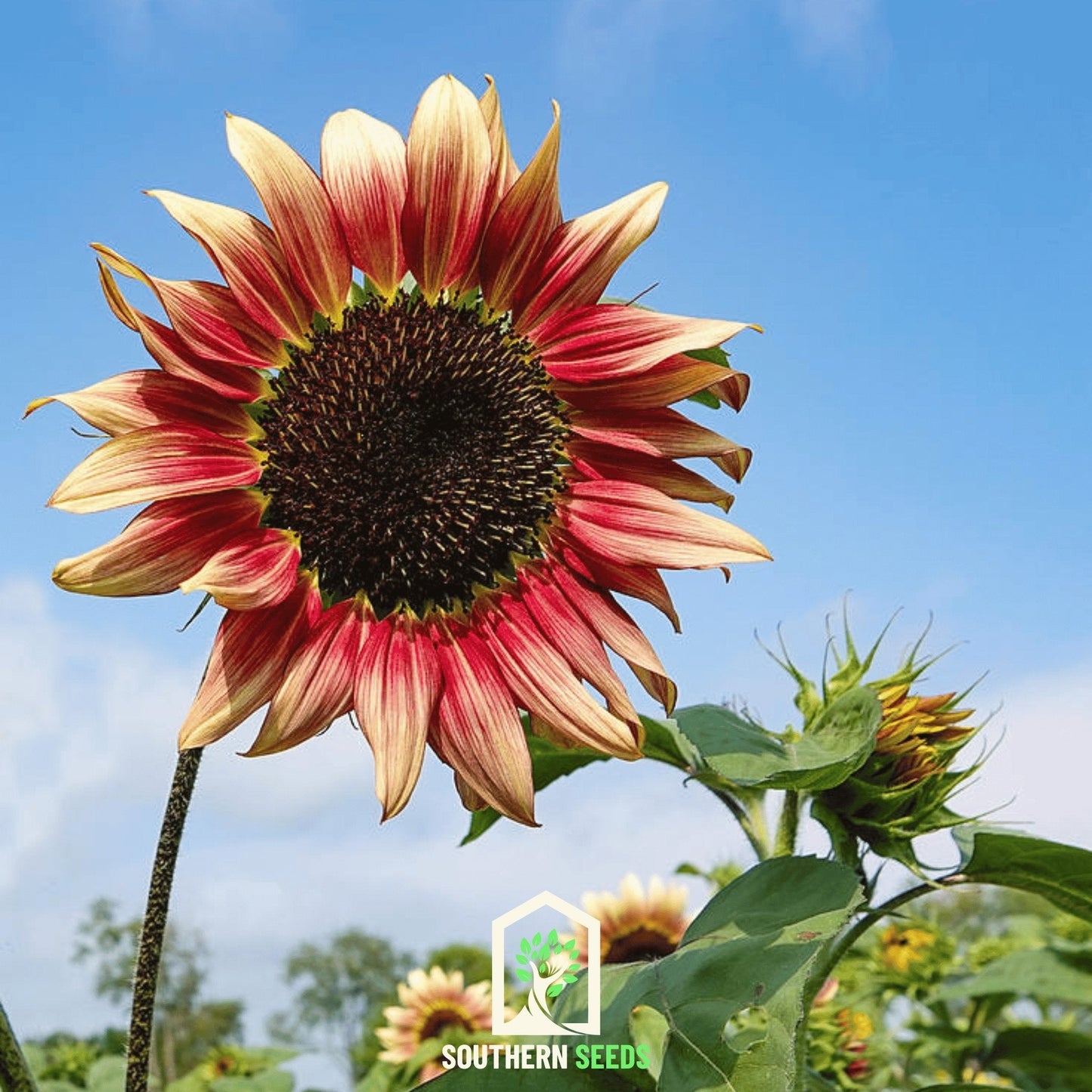 Strawberry Blonde Sunflower ā 25 Seeds