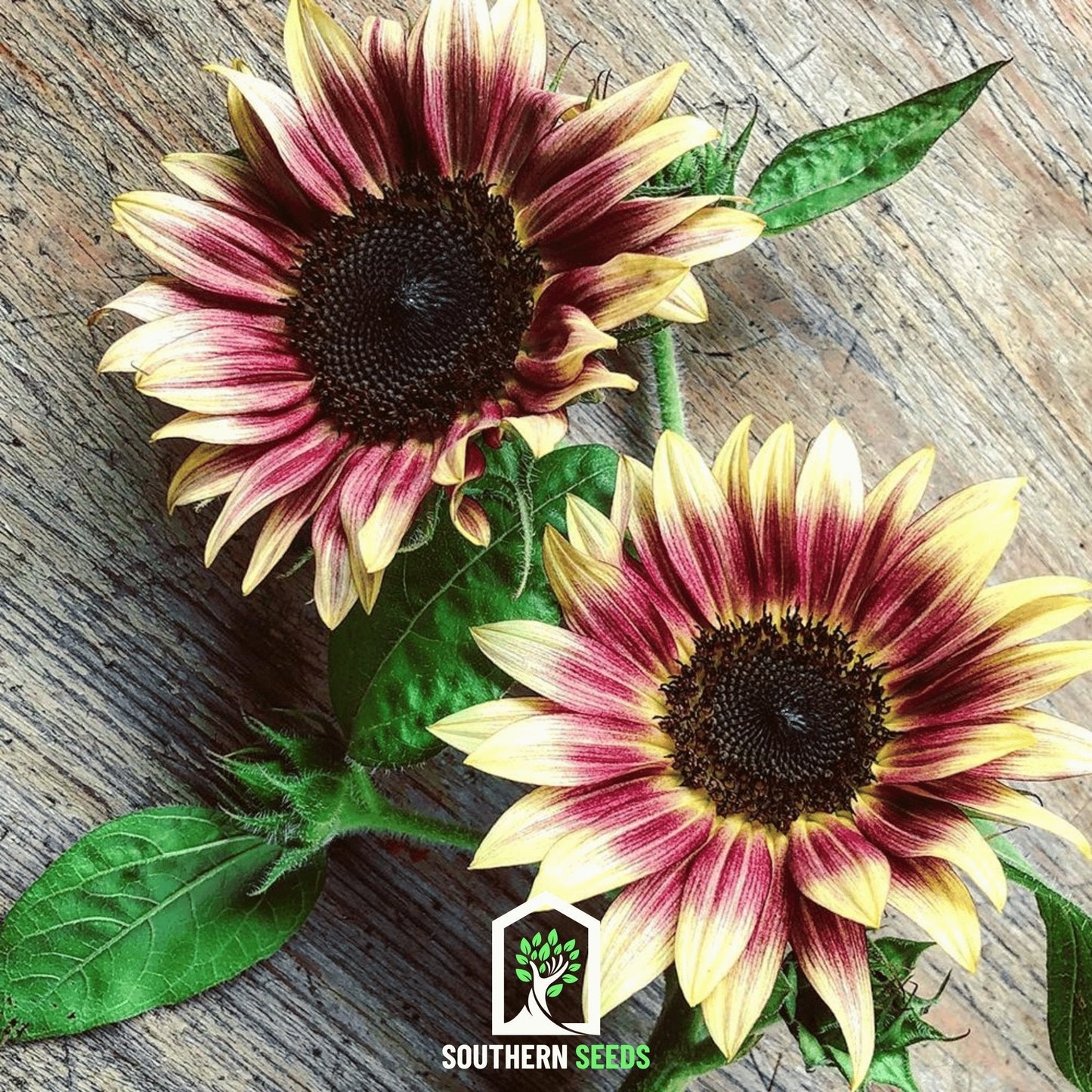 Strawberry Blonde Sunflower ā 25 Seeds