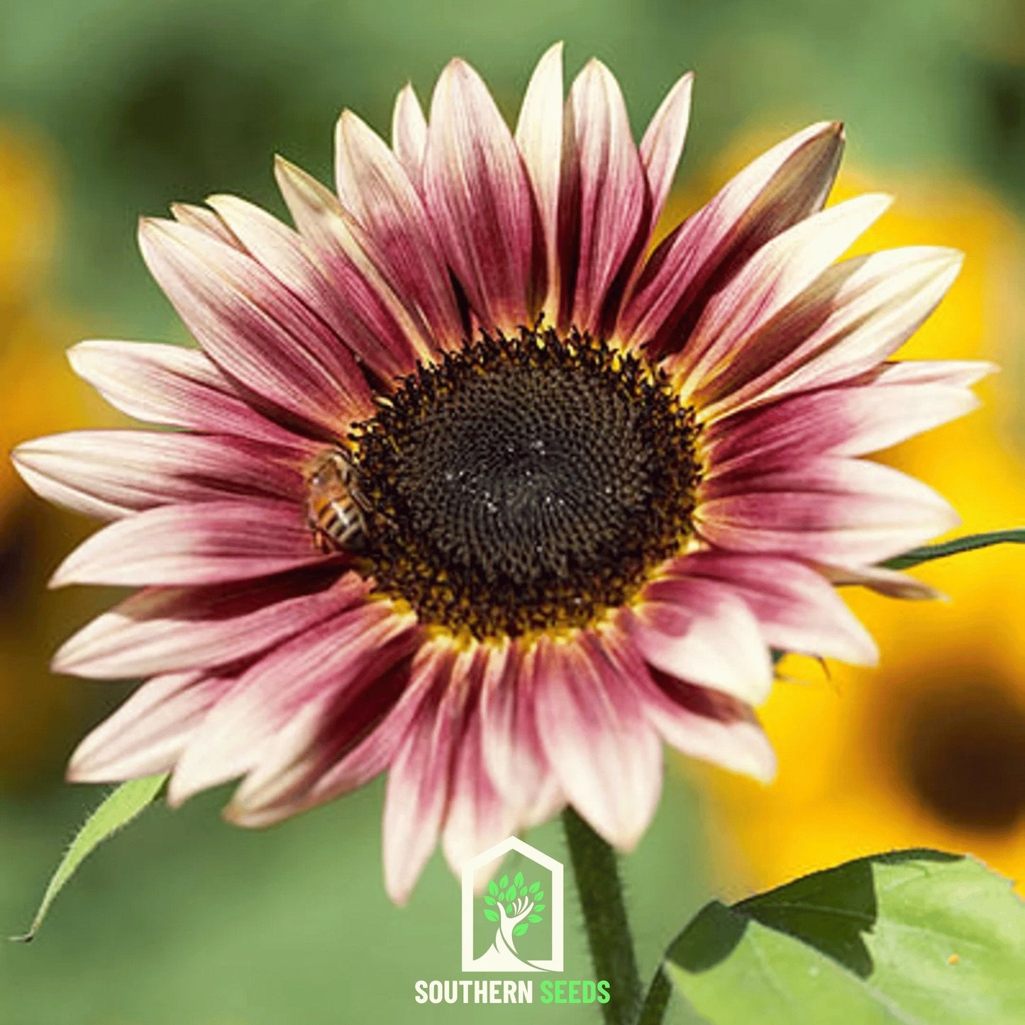 Strawberry Blonde Sunflower ā 25 Seeds