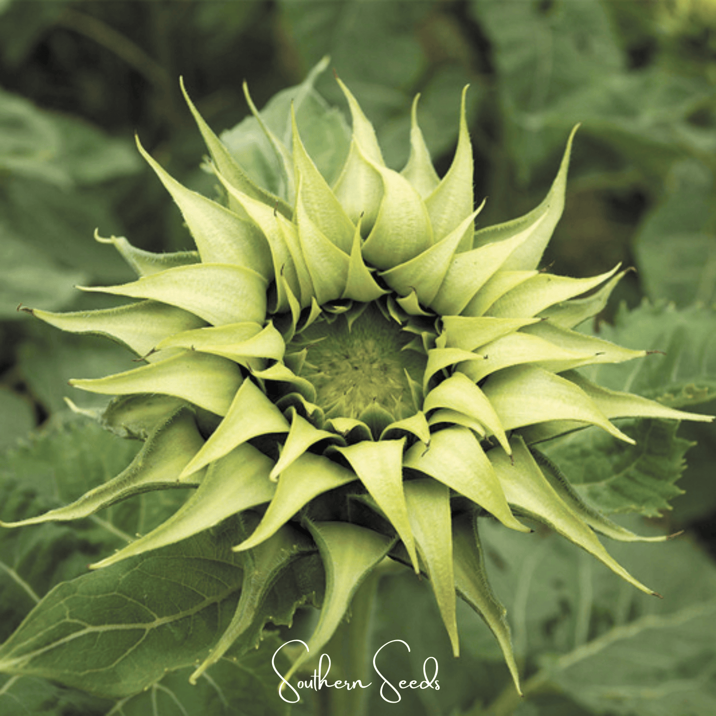 SunFill Green Sunflower ā 25 Seeds