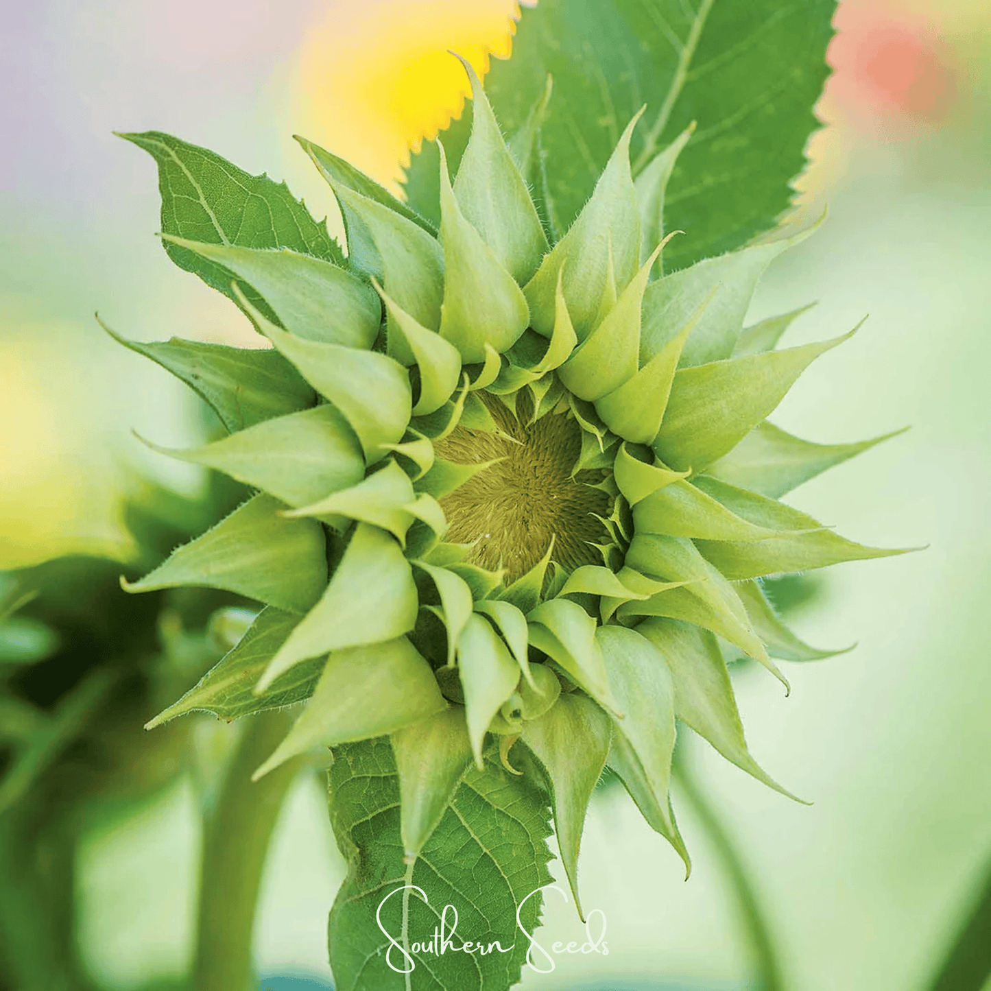 SunFill Green Sunflower ā 25 Seeds