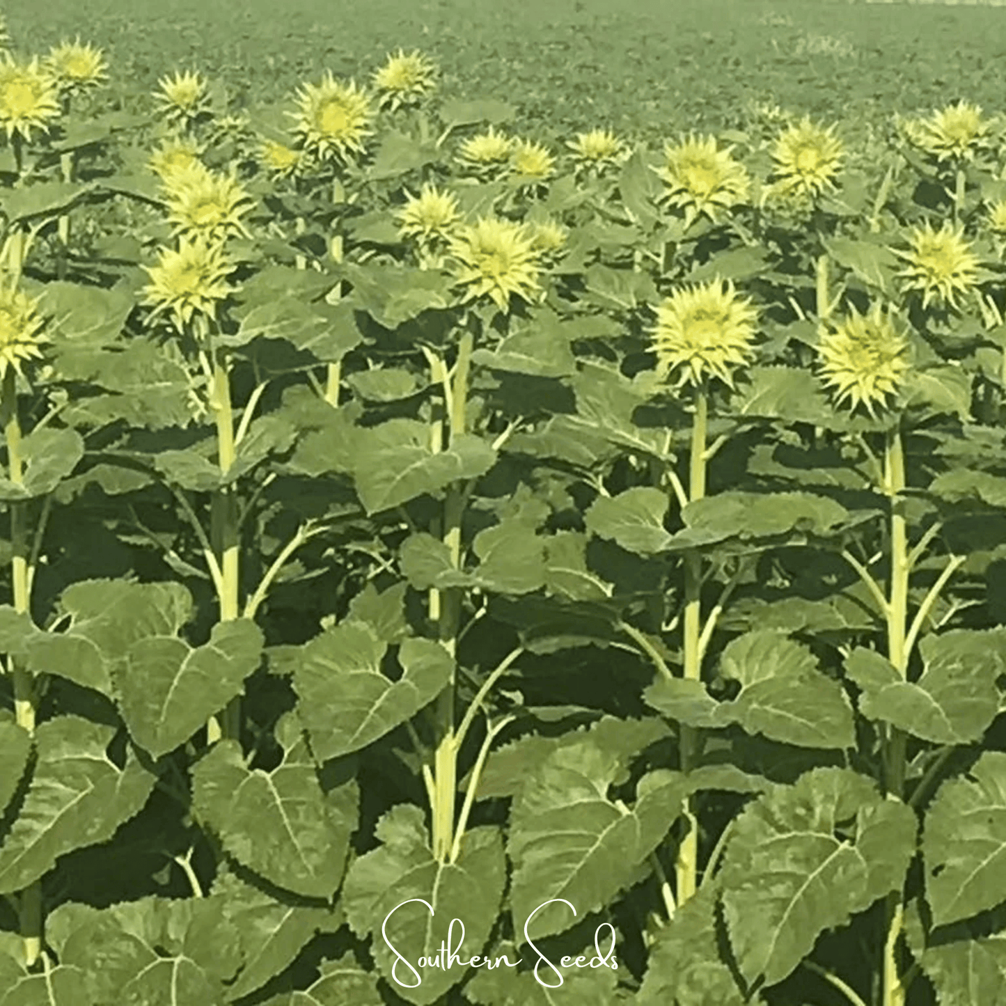 SunFill Green Sunflower ā 25 Seeds