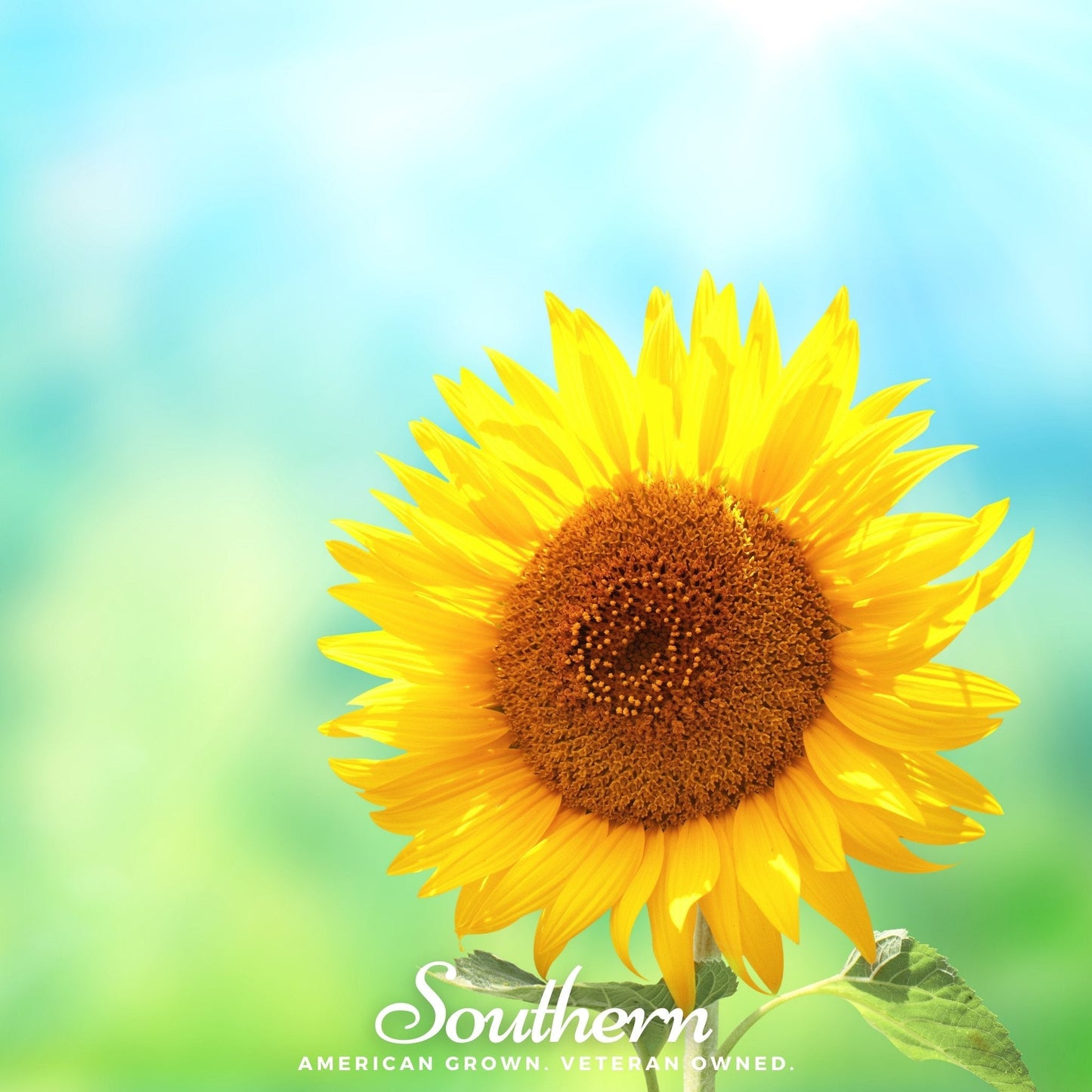 Sunspot Dwarf Sunflower ā 25 Seeds