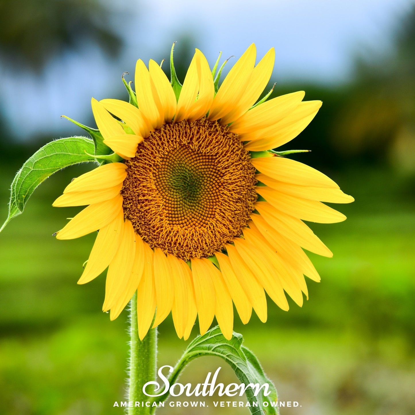 Sunspot Dwarf Sunflower ā 25 Seeds
