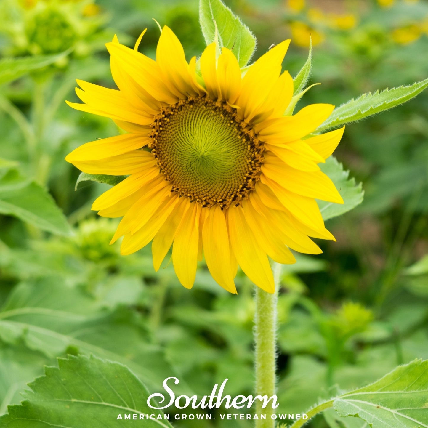 Sunspot Dwarf Sunflower ā 25 Seeds