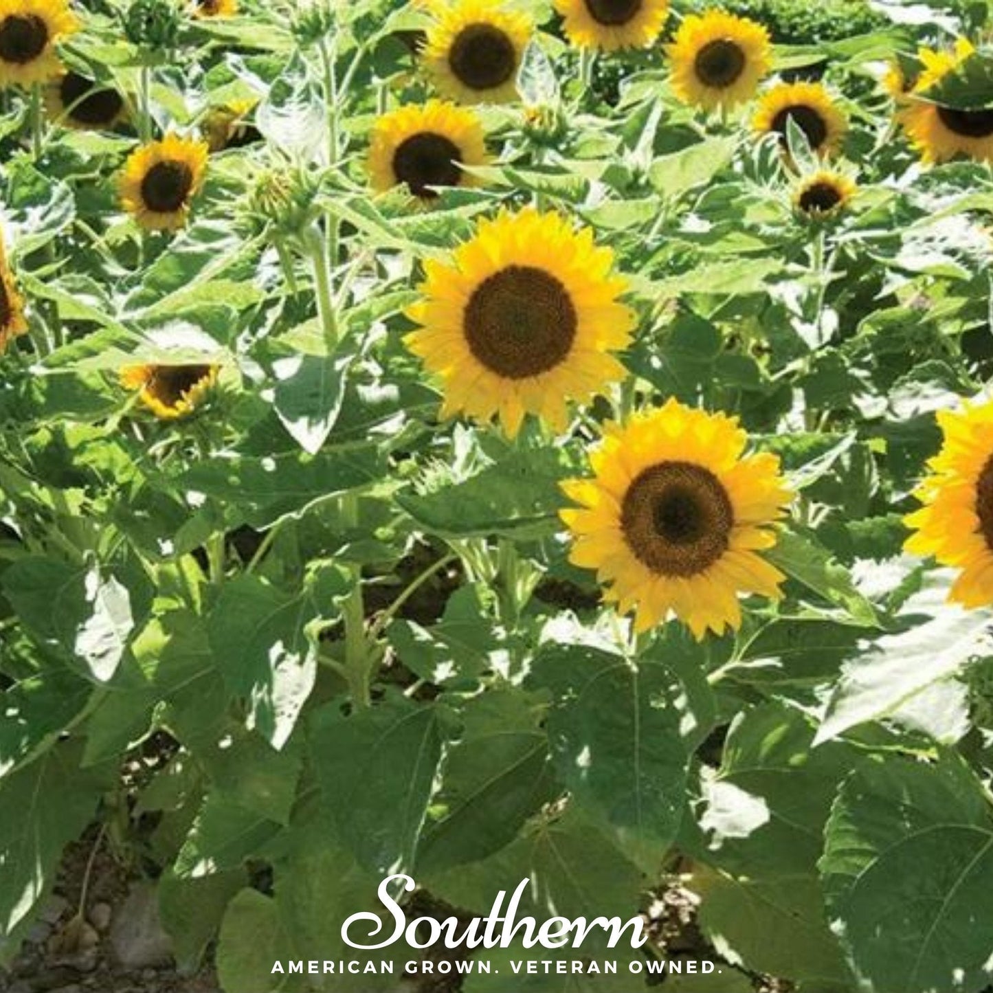 Sunspot Dwarf Sunflower ā 25 Seeds