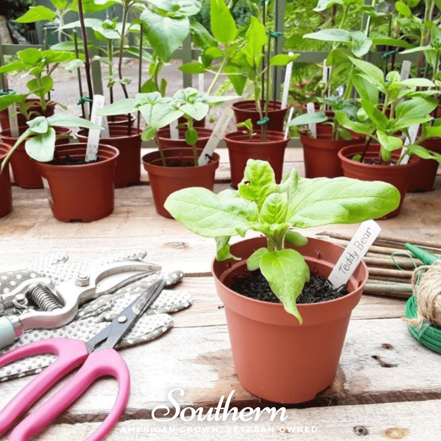 Teddy Bear Dwarf Sunflower ā 25 Seeds