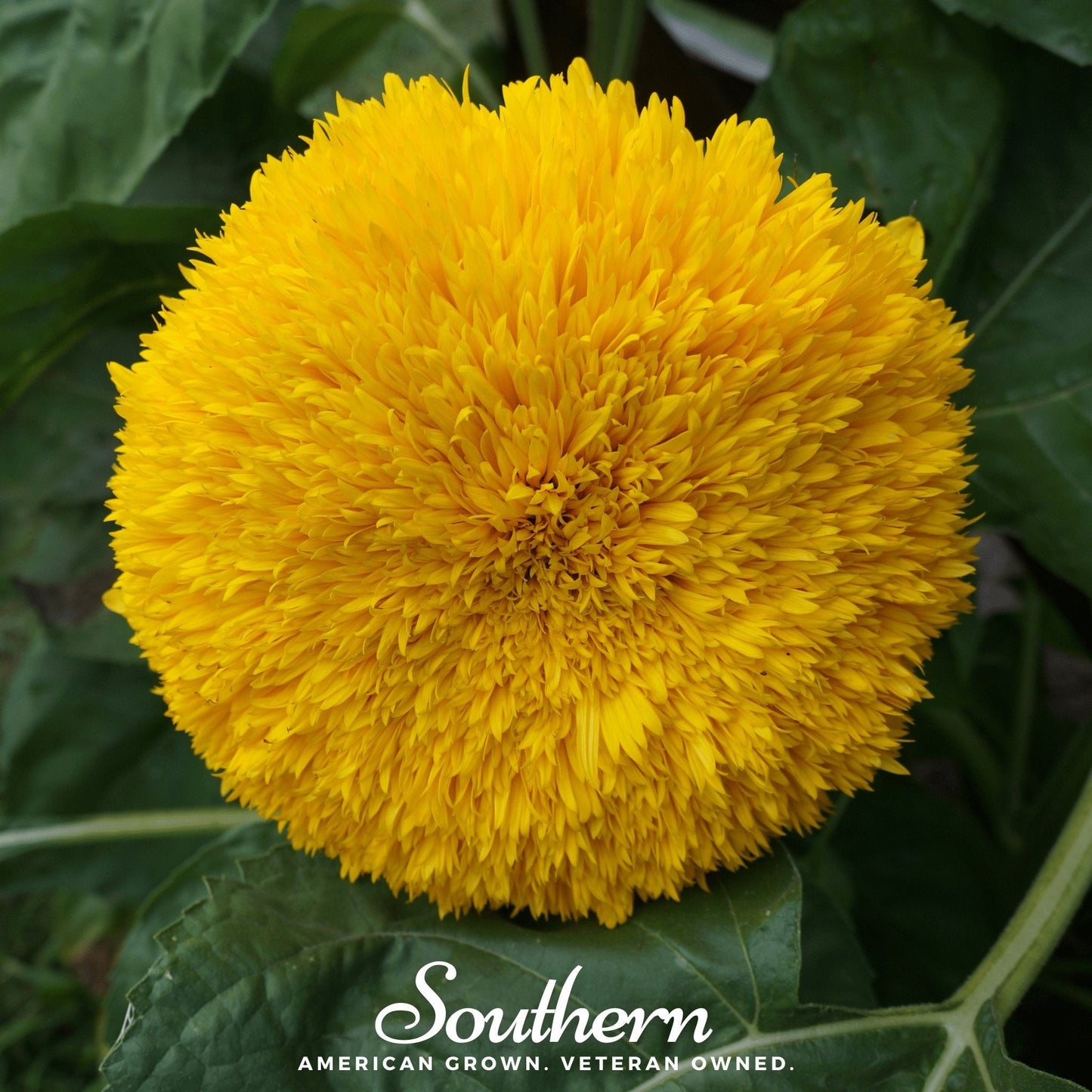 Teddy Bear Dwarf Sunflower ā 25 Seeds