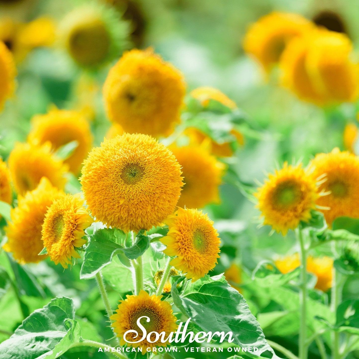 Teddy Bear Dwarf Sunflower ā 25 Seeds