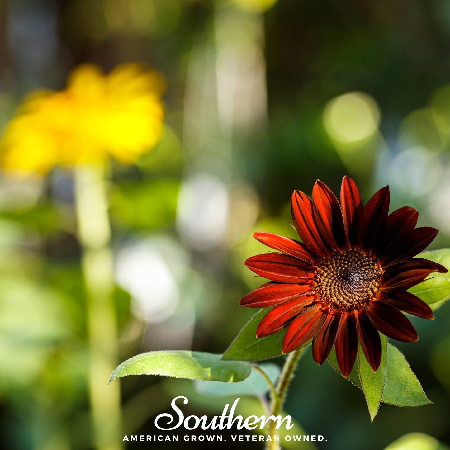 Velvet Queen Sunflower ā 25 Seeds