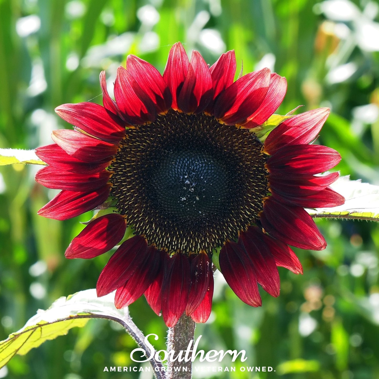 Velvet Queen Sunflower ā 25 Seeds